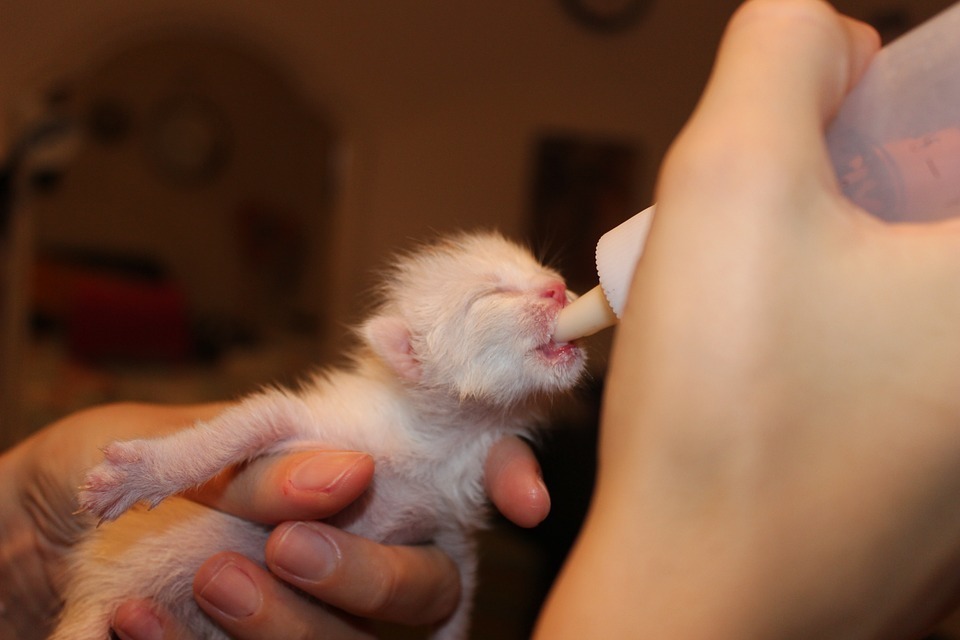 baby cat.jpg