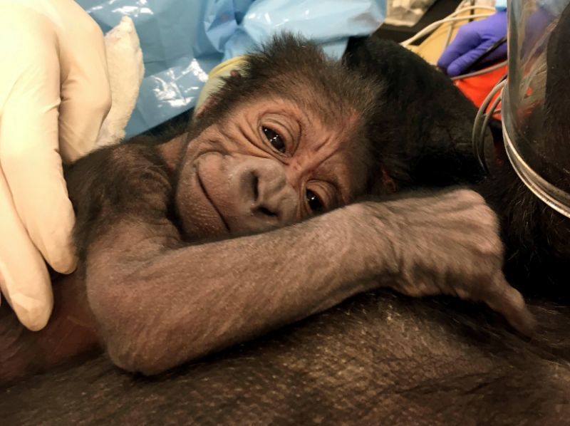baby gollira1.jpg