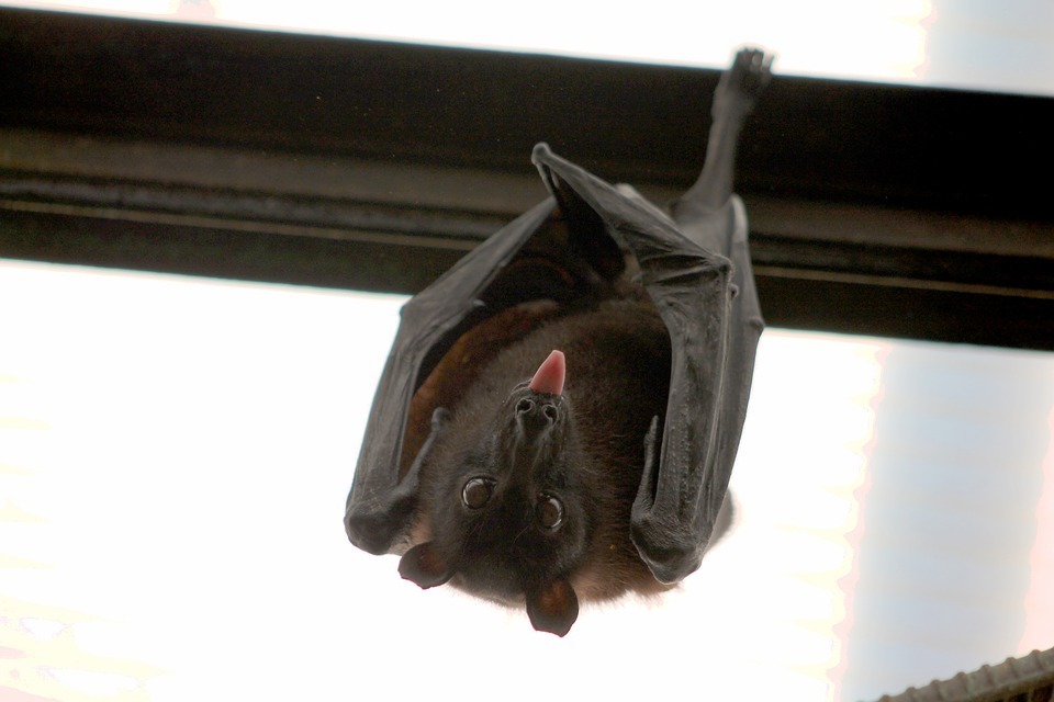 bat.jpg