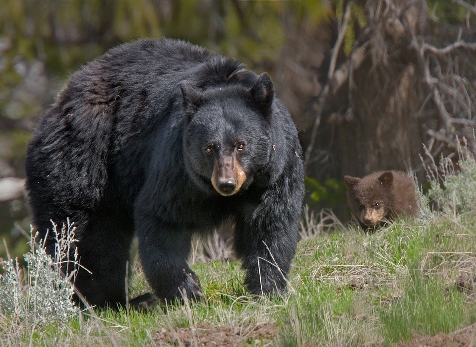 bear.jpg