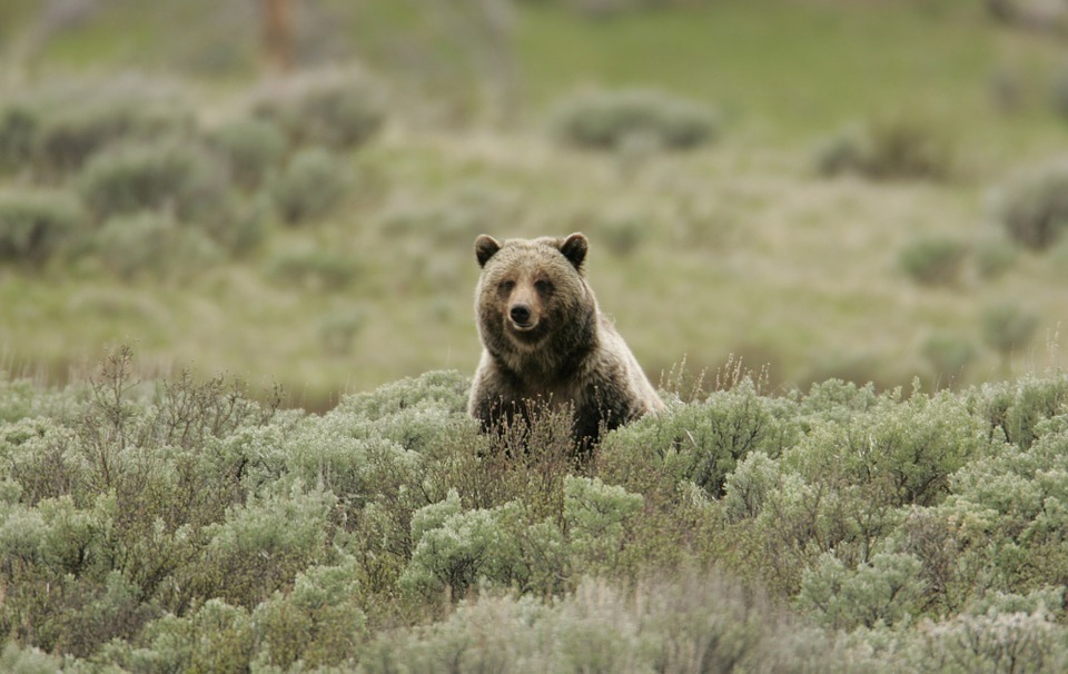 bear-sitting.jpg