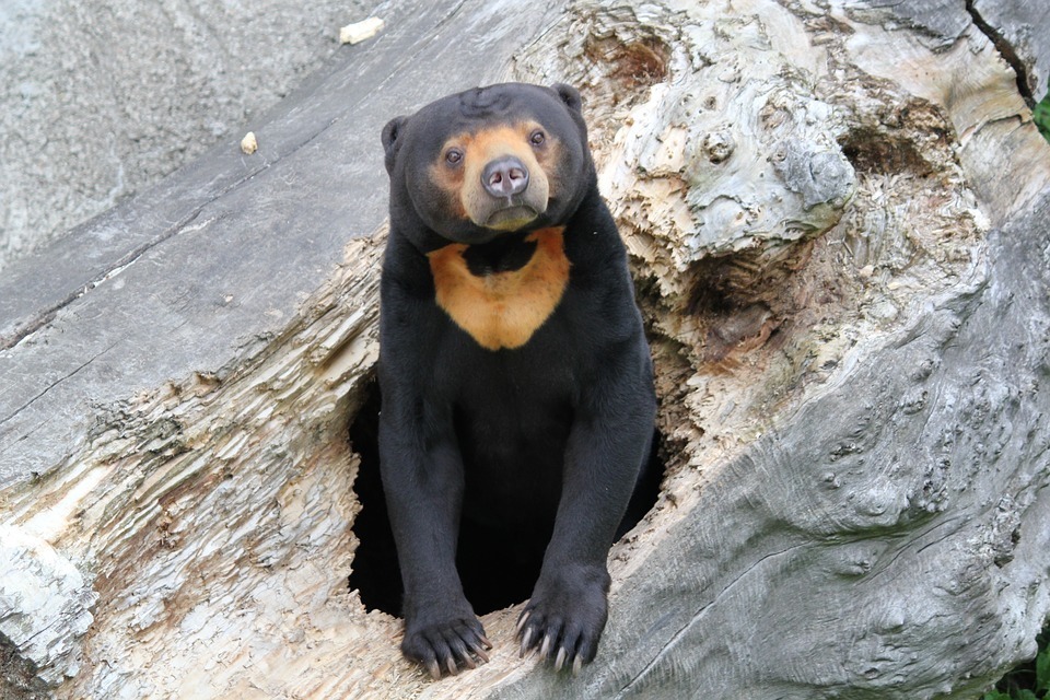bear-sun-bear.jpg