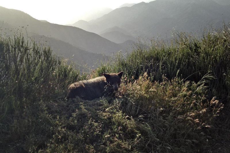 bear cub.jpg