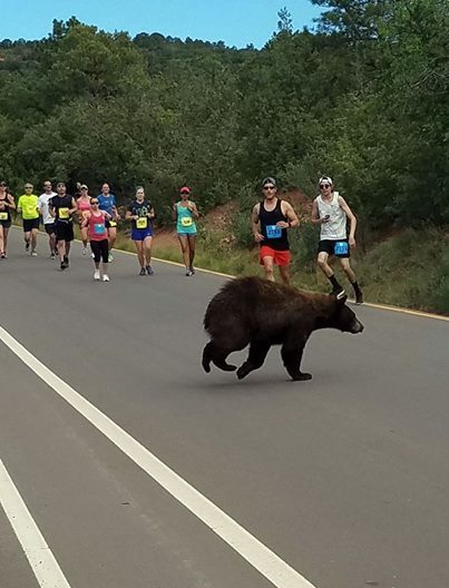 bear in running race.jpg