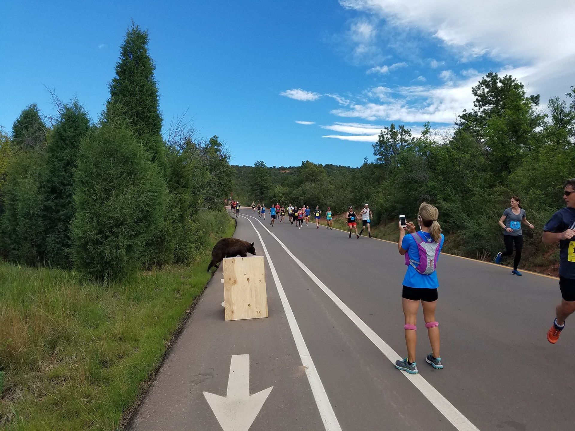 bear in running race3.jpg