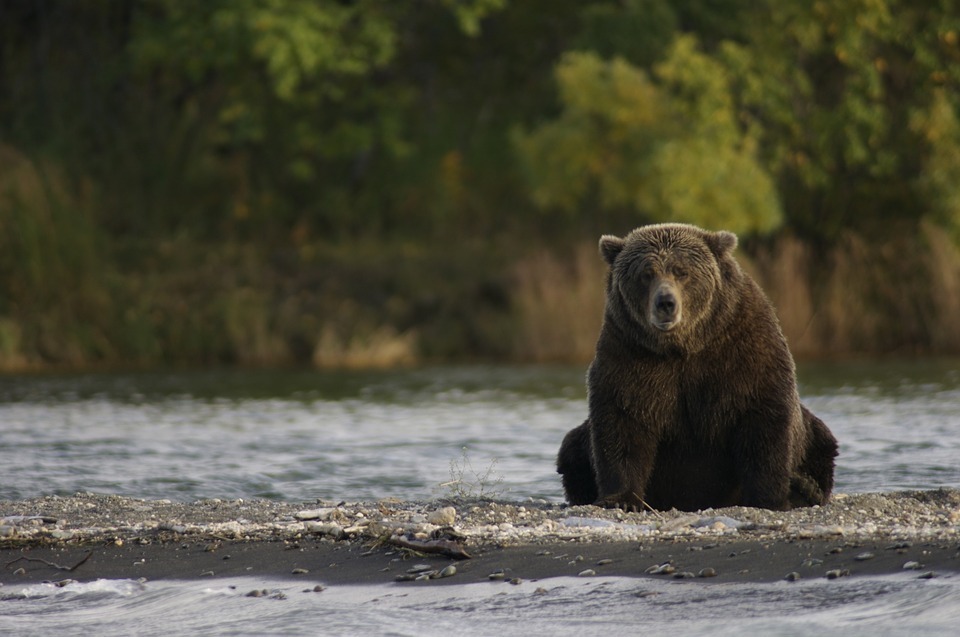 bear sitting river side.jpg