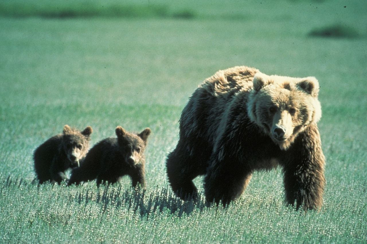 bears-718382_1280.jpg