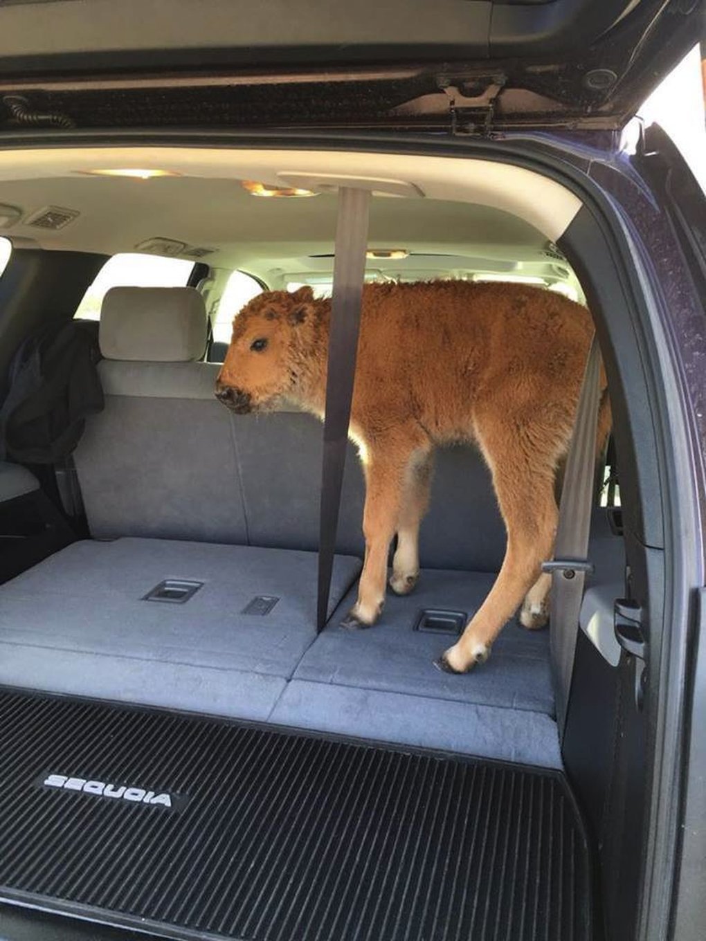 bison.jpg