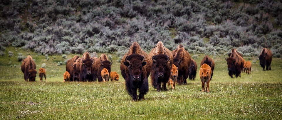 bisons.jpg