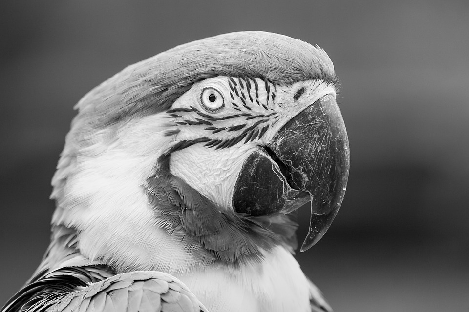 blue-and-yellow-macaw-parrot-3064754_960_720.jpg