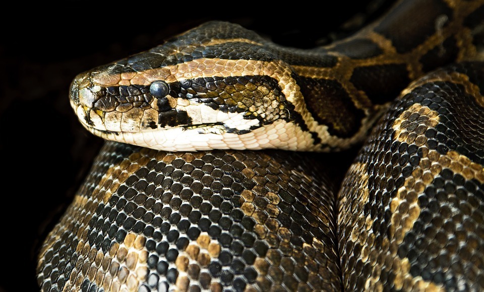boa constrictor.jpg