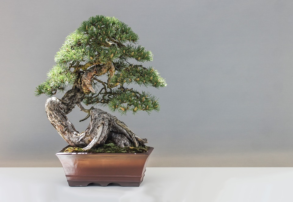 bonsai.jpg