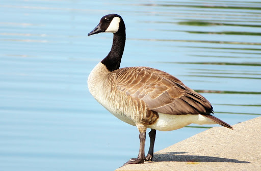 canada-goose.jpg