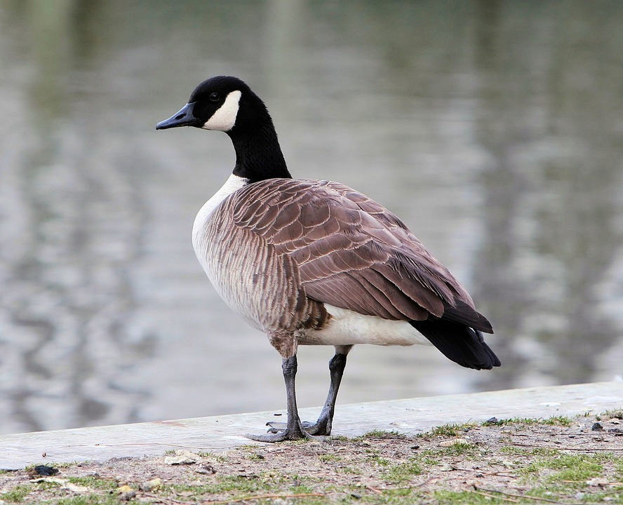 canadian goose.jpg