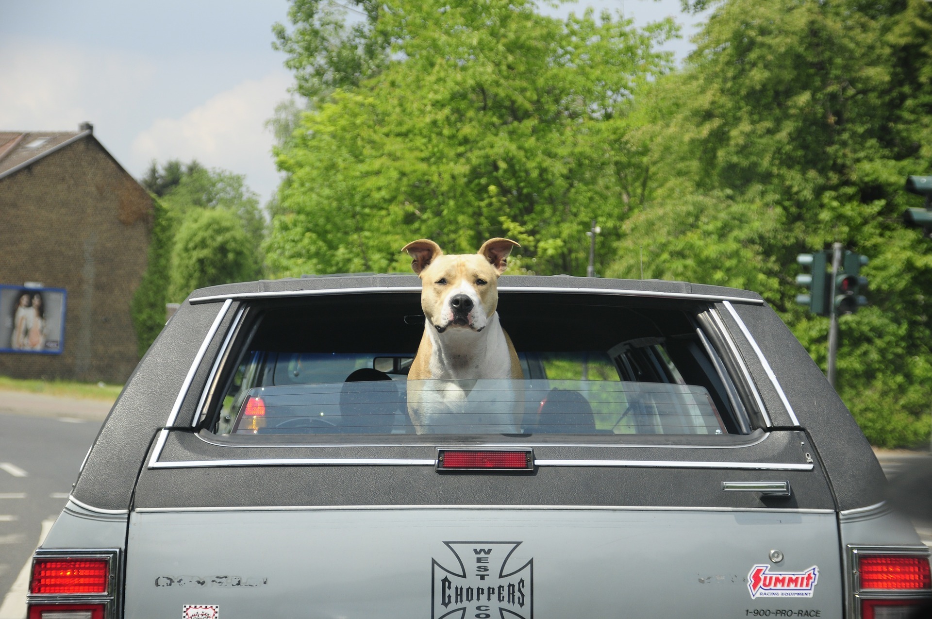 car with a dog.jpg