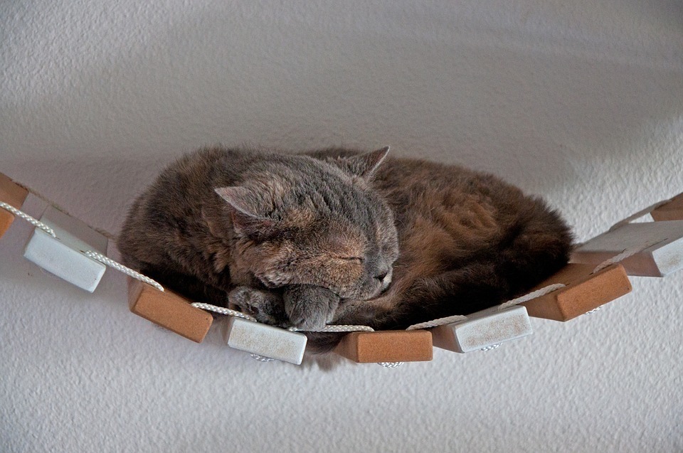 cat-3672761_960_720.jpg