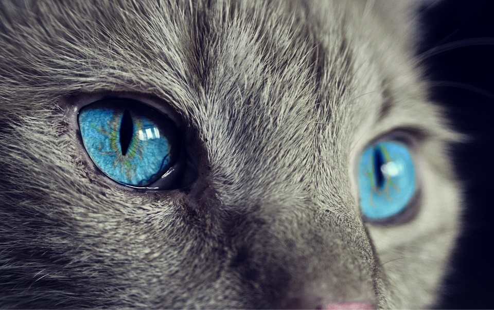 cat-eyes.jpg