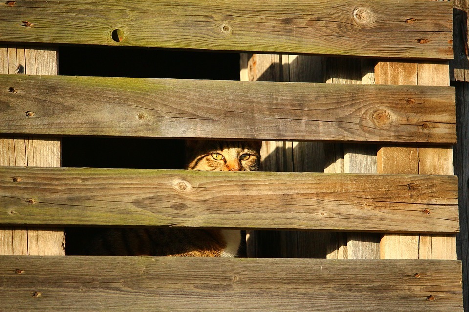 cat-inside the wood.jpg