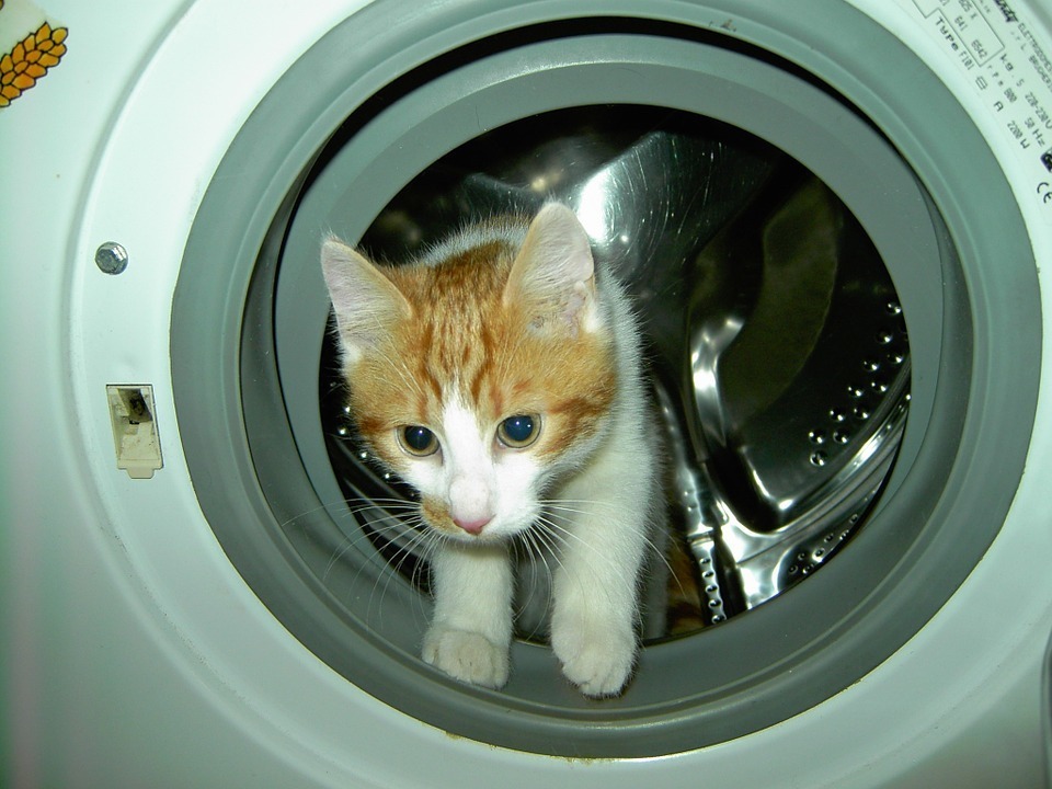 cat-laundry-machine.jpg