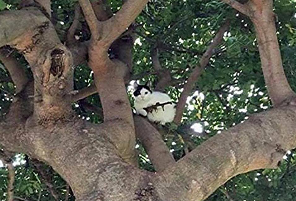 cat armed with gun-shaped stick.jpg