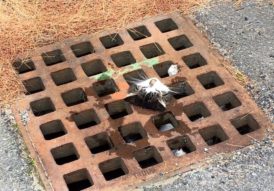 cat grate 1.jpg