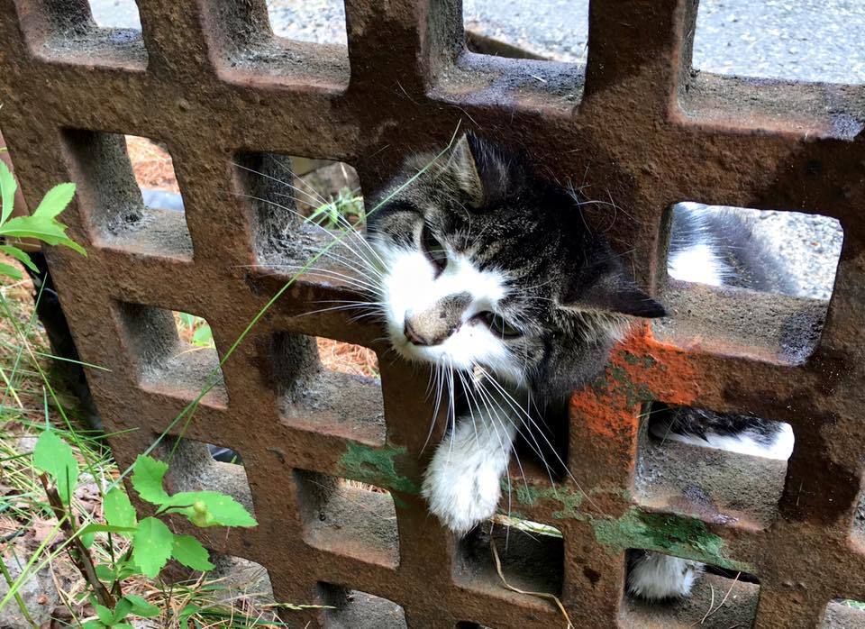 cat grate 3.jpg