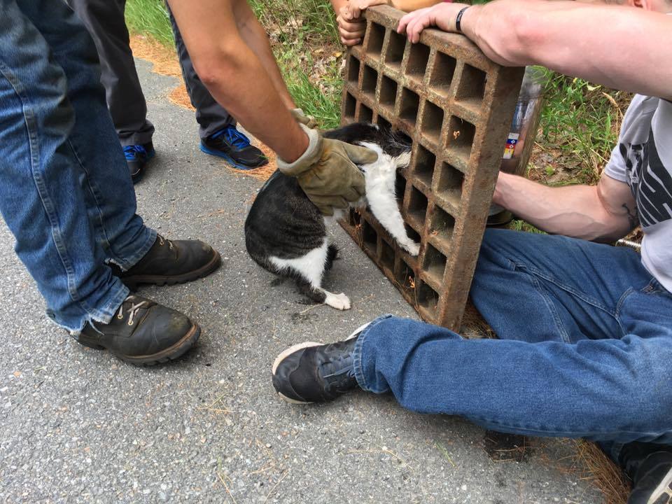 cat grate 5.jpg