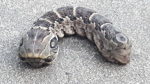 caterpillar.jpg
