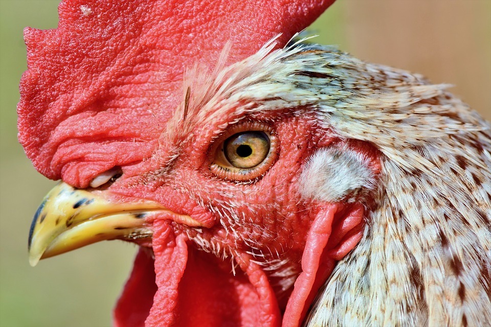 chicken.jpg