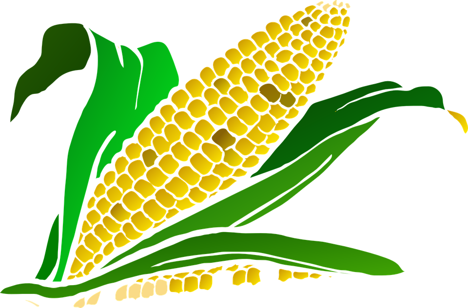 corn-296956_960_720.png