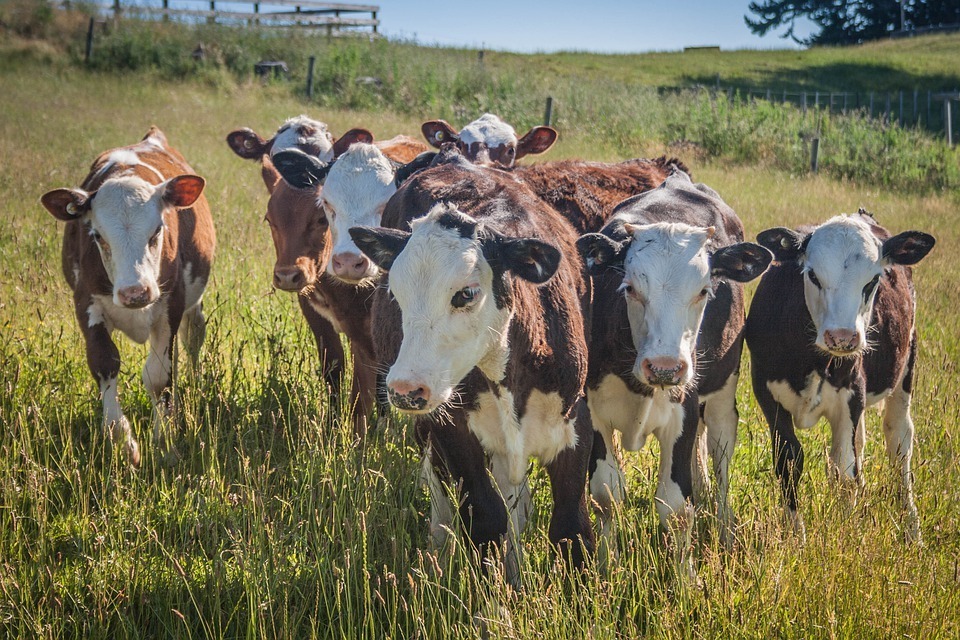 cow-herd.jpg
