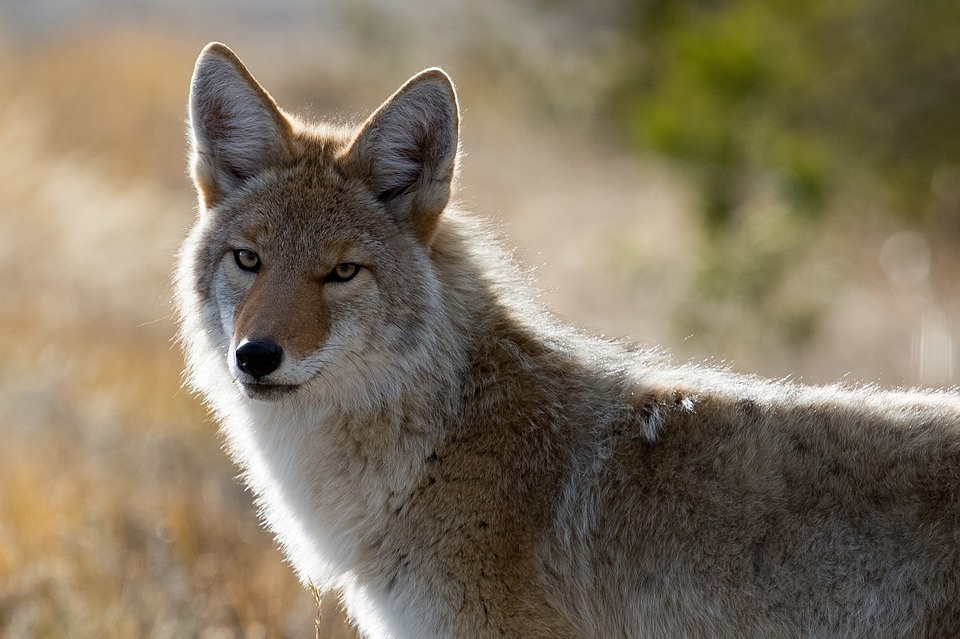 coyote.jpg