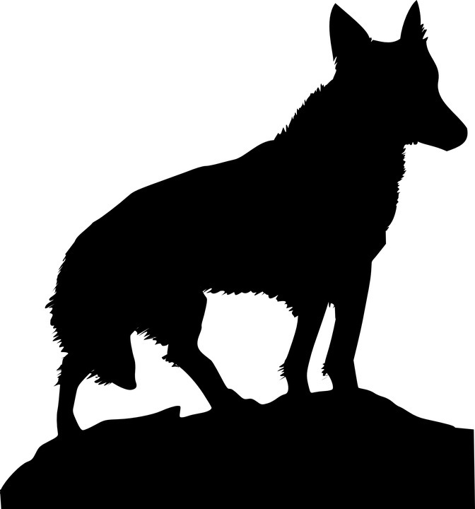 coyote image.jpg