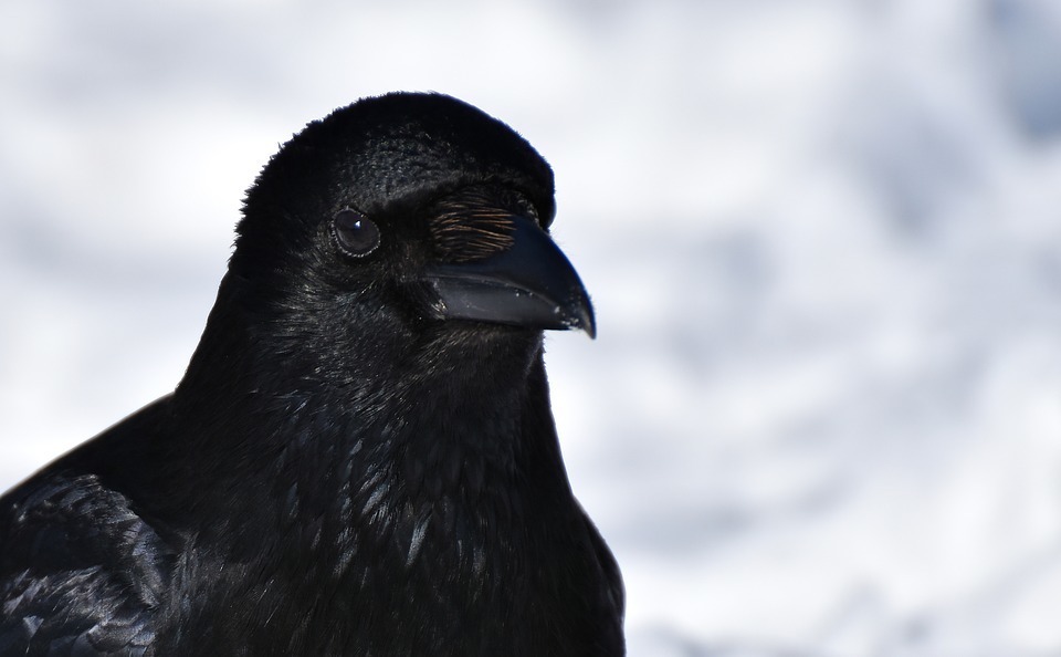 crow.jpg