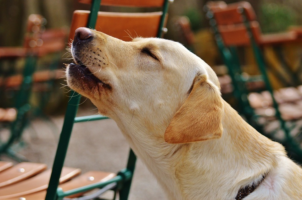 dog howling.jpg