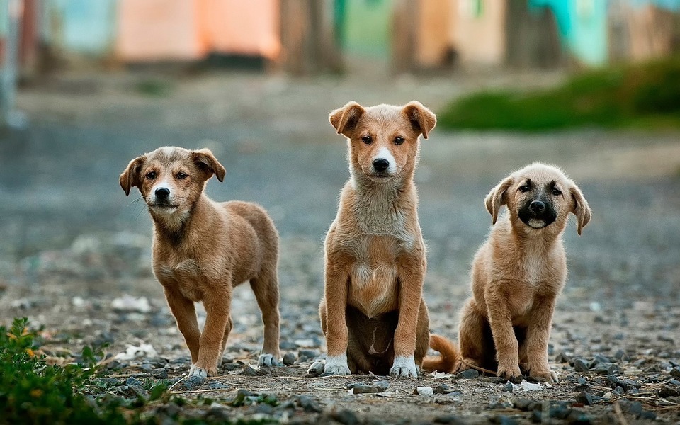 dogs.jpg