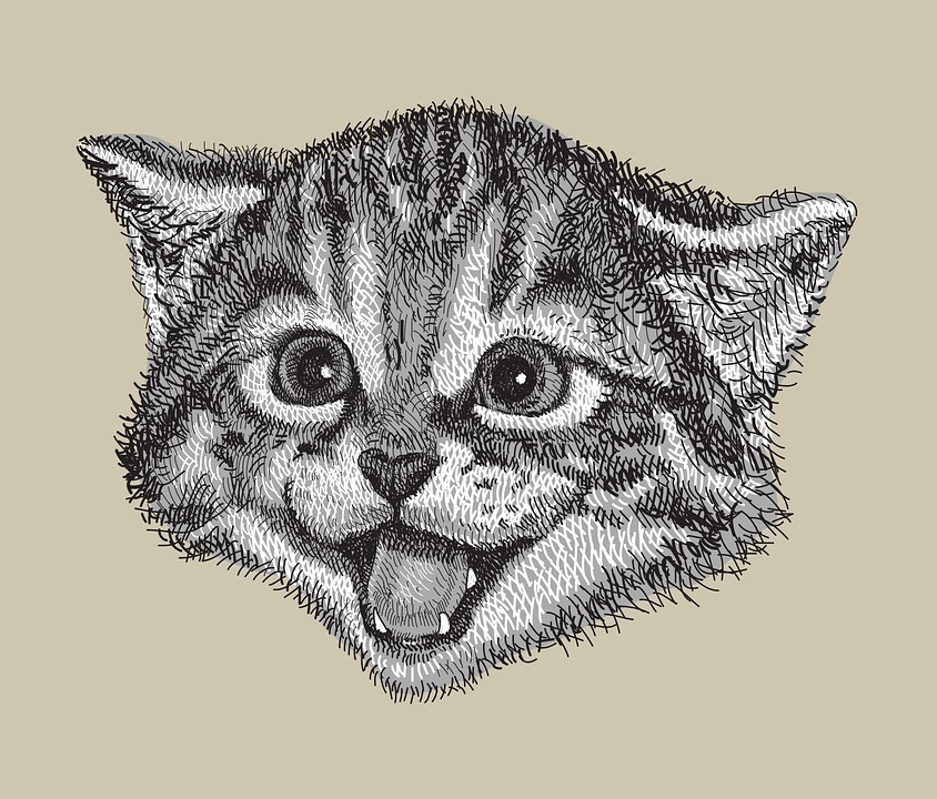 drawing kitten.jpg