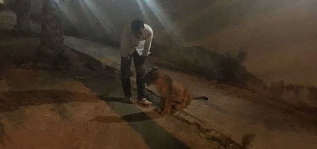 dubai lioness 3.jpg