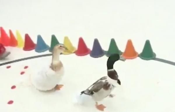 duck wedding.jpg