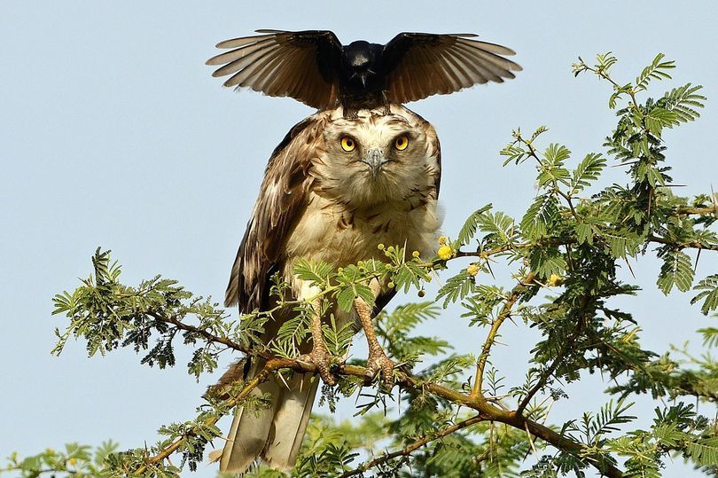 eagle annoyed by crow1.jpg