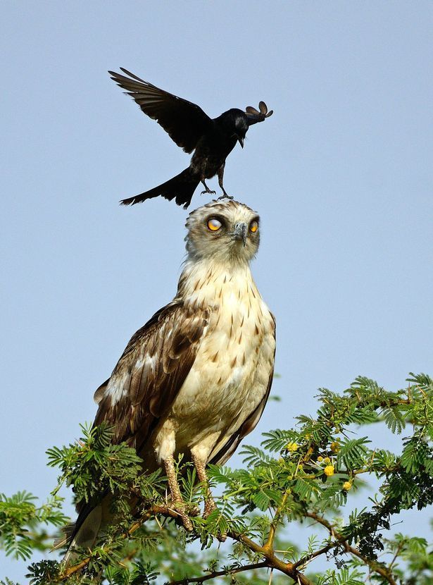 eagle annoyed by crow5.jpg