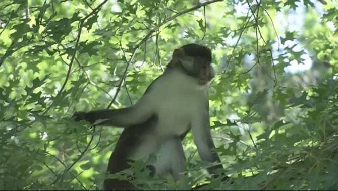 escape monkey Dizzy.jpg