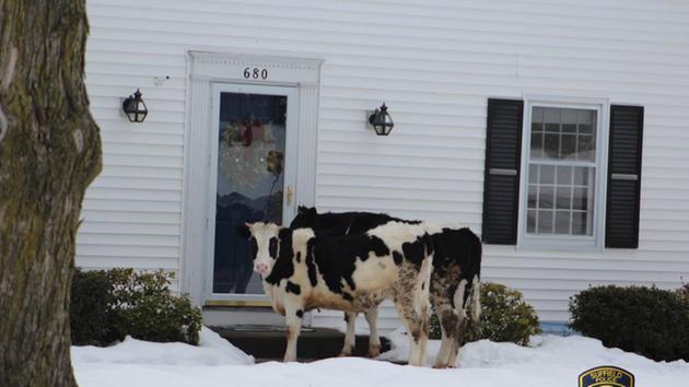 escaping cows tried to sell dairy products.jpg