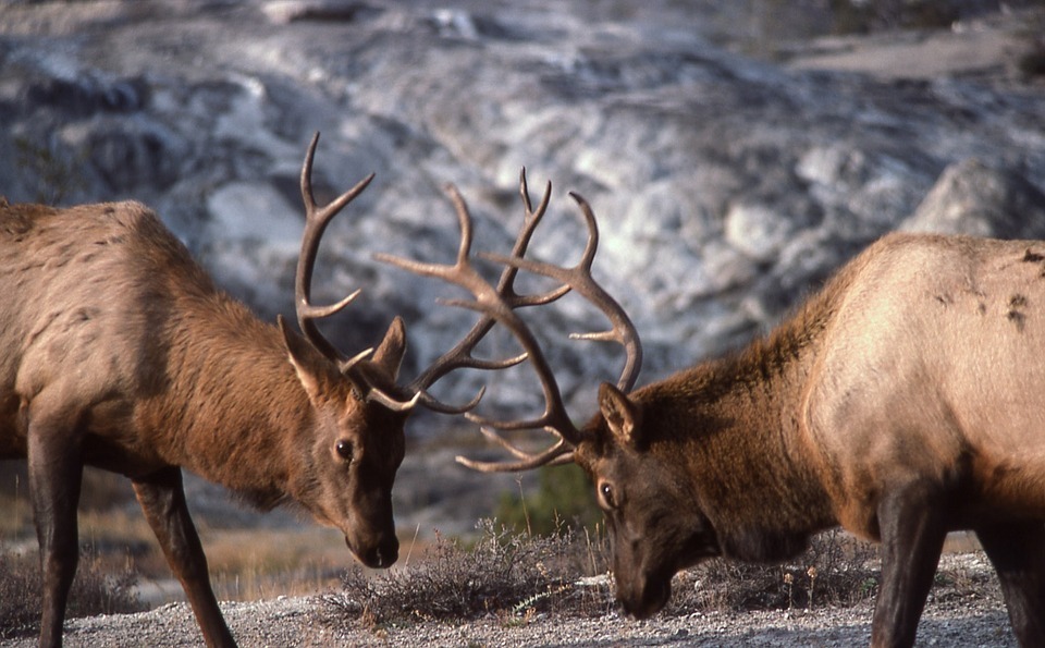 fighting elk.jpg