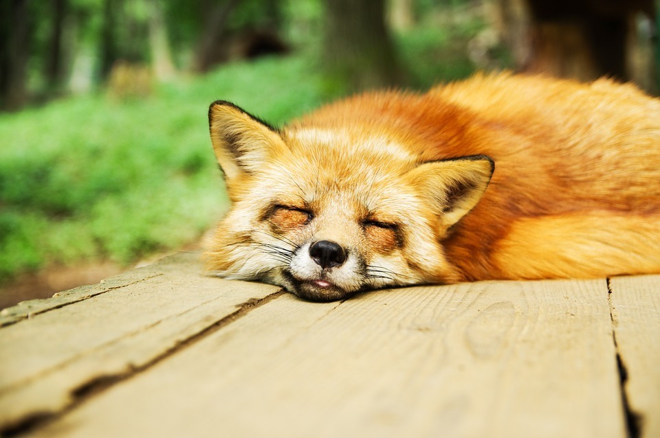 fox-sleeping.jpg