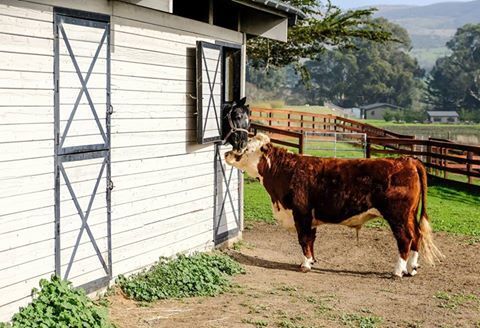 friendship between a steer and a horse.jpg