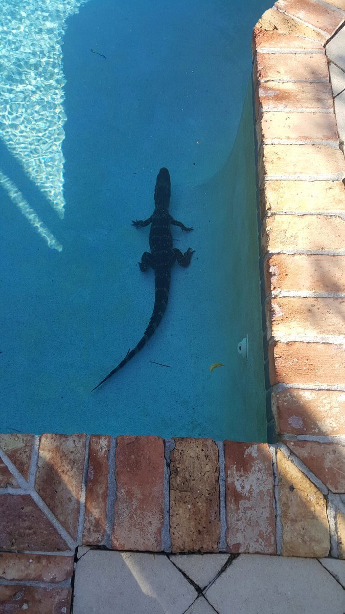 gator in a swiming pool.jpg
