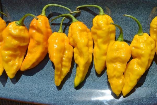 ghost peppers.jpg