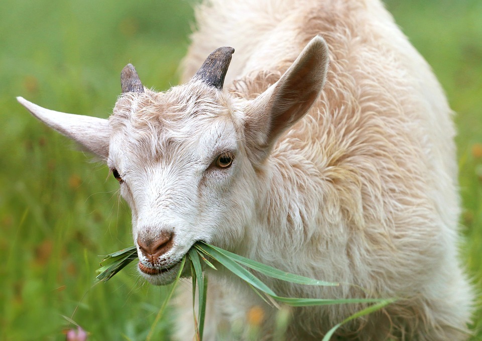 goat.jpg