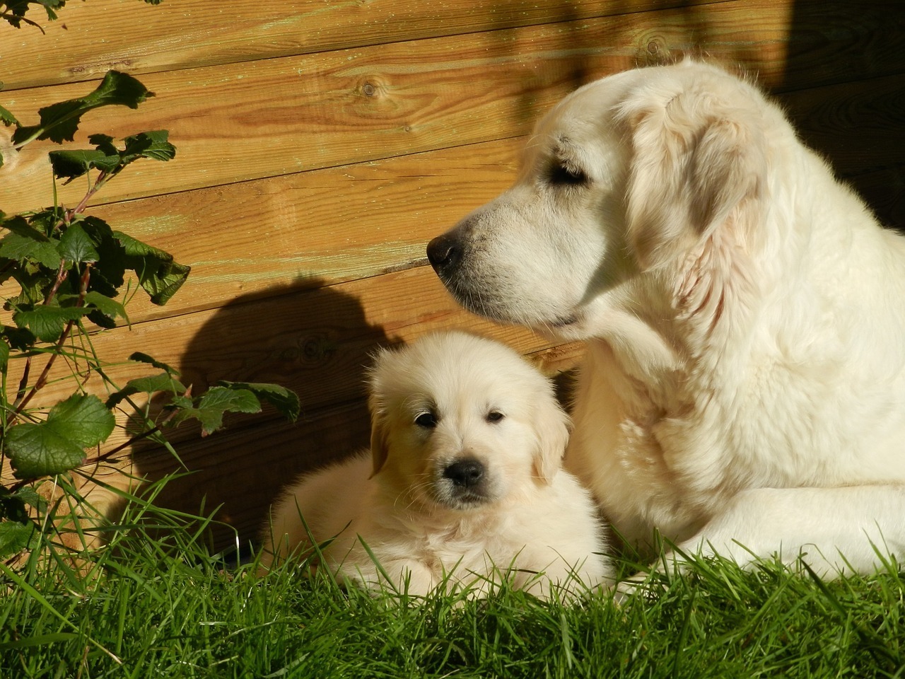 golden-retriever-2288933_1280.jpg